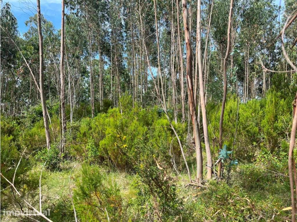 Terreno florestal contíguo | Mafra | Investimento - Grande imagem: 4/6