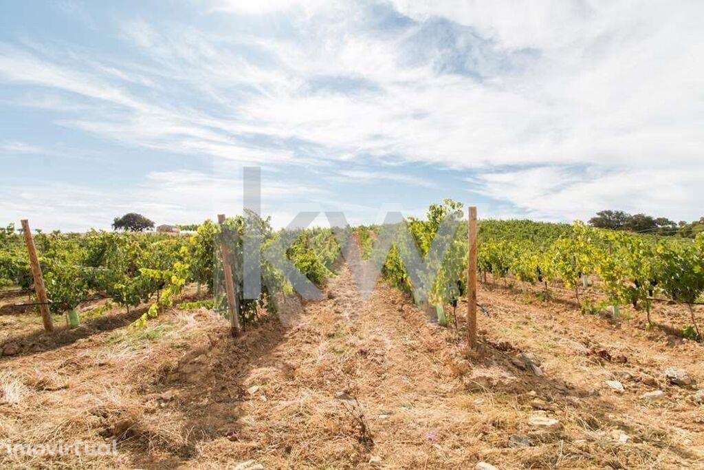 Monte Alentejano com Vinha em Produção sito em Vila de Frades - Grande imagem: 3/16