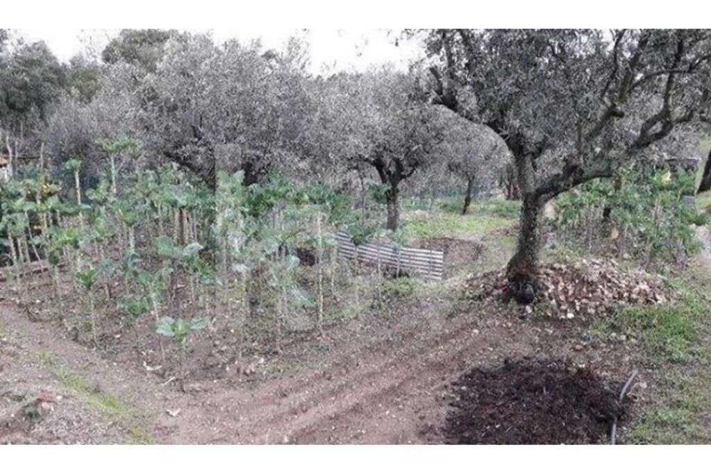 Terreno rústico - Grande imagem: 4/4