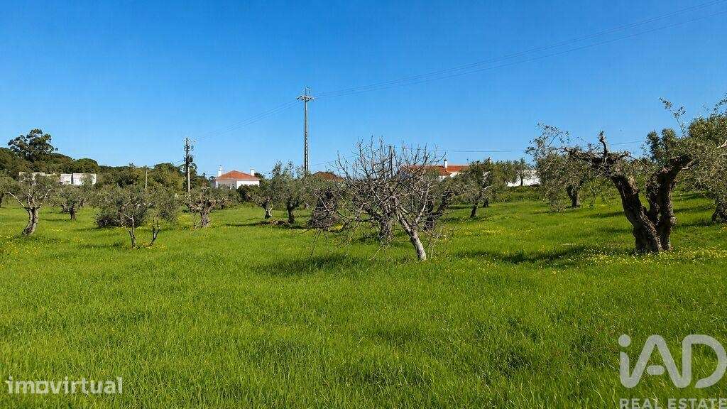 Terreno Agrícola em Meia Via - Grande imagem: 4/5