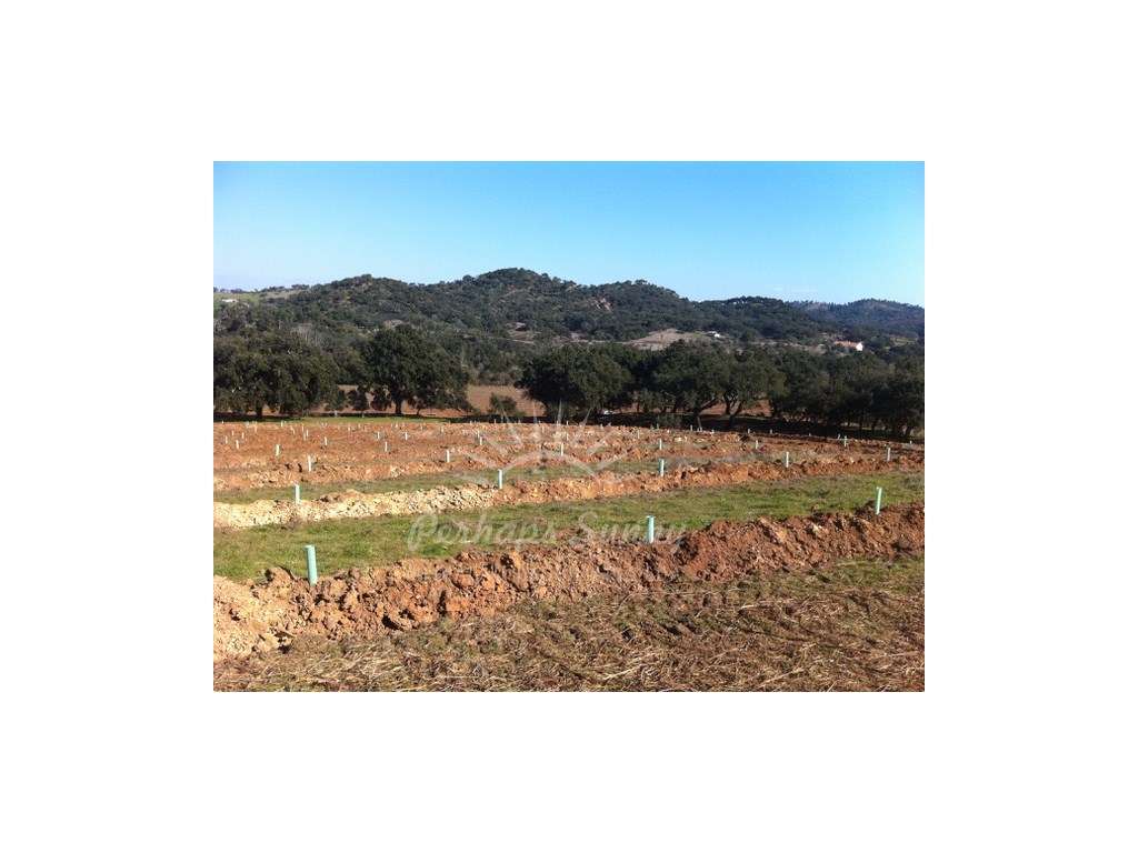 Herdade - Ribeira da Seisseira (Colos / Odemira) - Grande imagem: 4/23