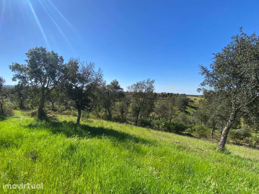 Quinta no Alentejo, com plantação de sobreiros, tudo vedado e com u... - Grande imagem: 4/60