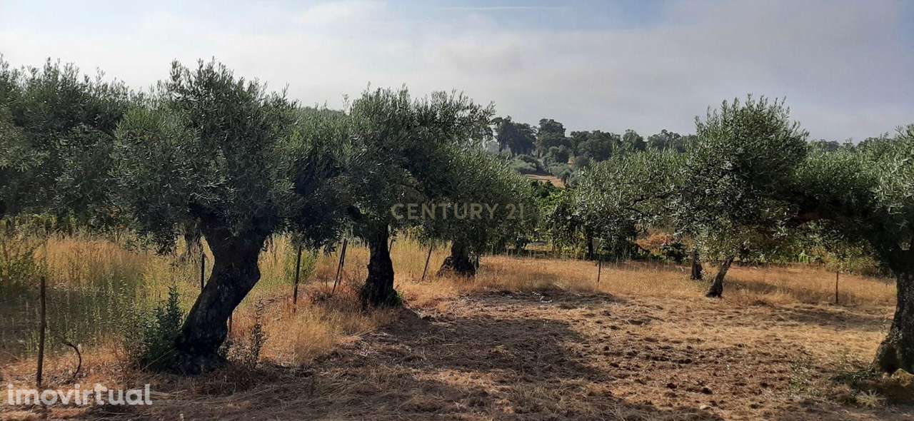 Terreno Rústico na Lousa, Castelo Branco - Grande imagem: 5/19