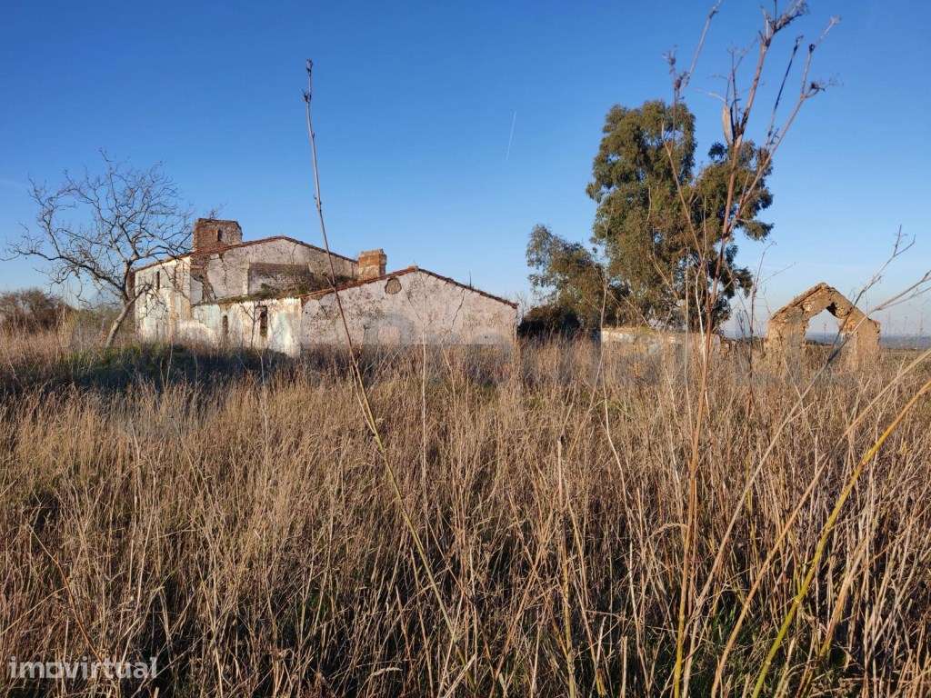 18 HECTARES de VINHA em PLENA PRODUÇÃO mais 2 HECTARES URBANOS - Grande imagem: 5/9