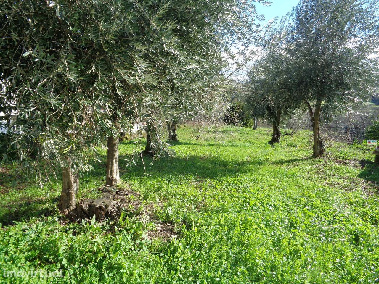 Terreno - Teixoso - 7 min da Covilhã - Grande imagem: 2/13