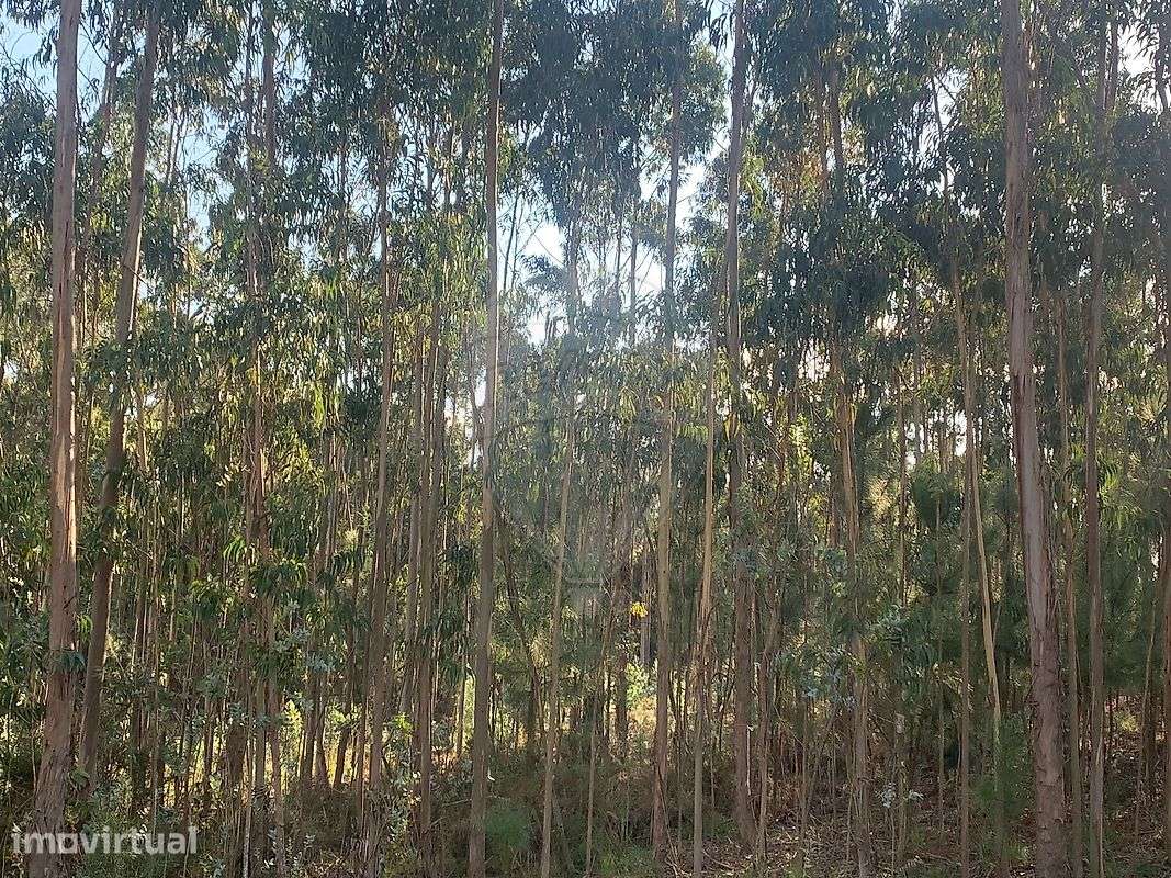 Terreno  para venda - Grande imagem: 2/3