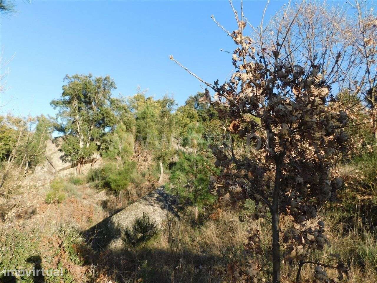 Terreno / Fundão, Pêro Viseu - Grande imagem: 3/10