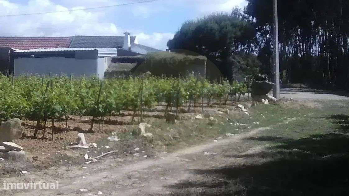 Terreno rústico com 6.200 m² em zona tranquila - Lourinhã - Grande imagem: 4/6