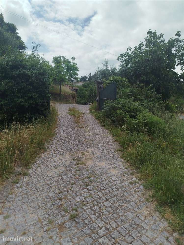 Quinta  Venda em Espadanedo,Cinfães - Grande imagem: 4/13