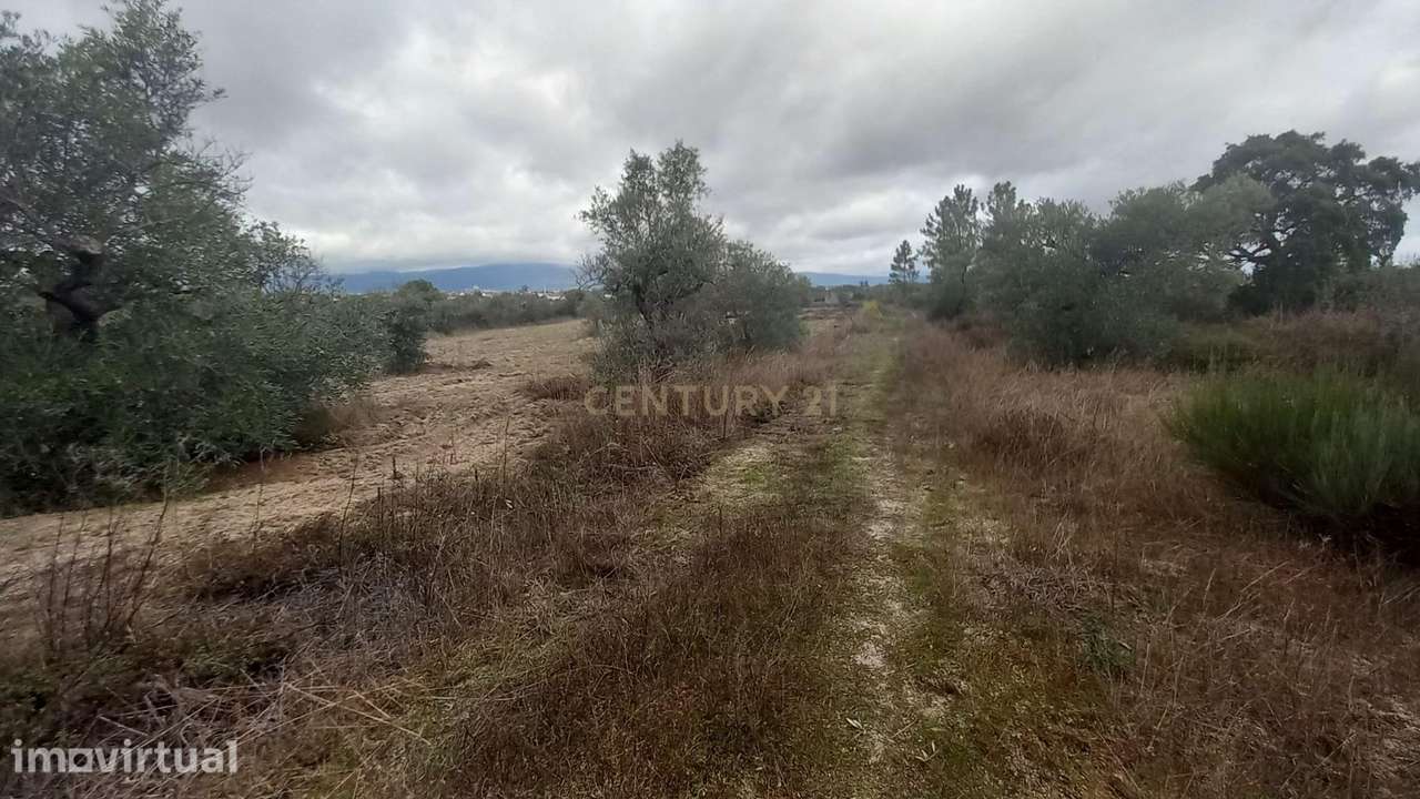 Terreno rustico 4500 m2 Lardosa - Grande imagem: 3/10