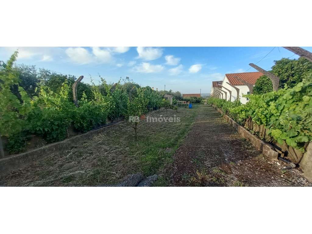 Terreno Urbanizável c/ 1.720 m², Furo, Luz, Barracão e Árvores de F... - Grande imagem: 5/46