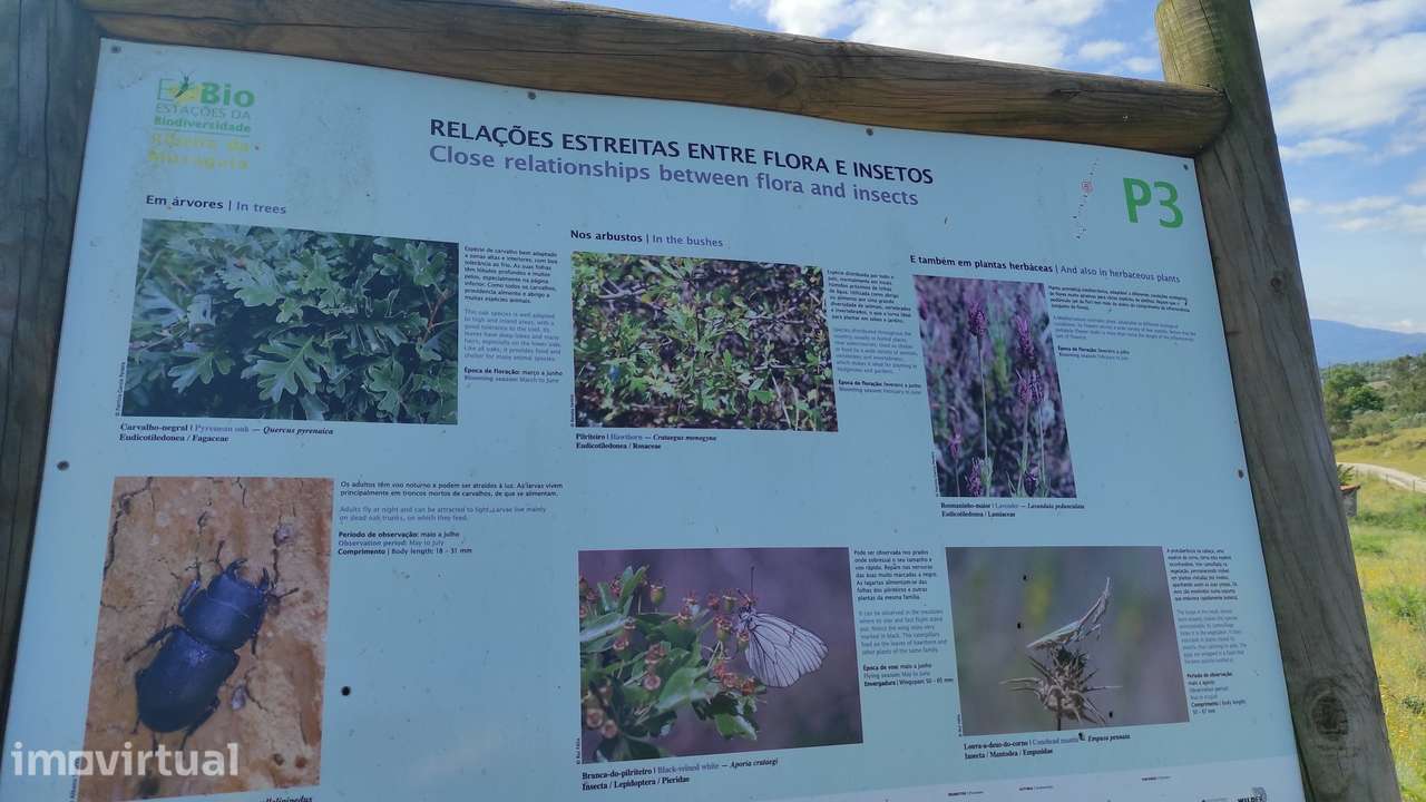 Quinta com Vista para a Serra da Estrela – Um Refúgio Natural - Grande imagem: 2/19