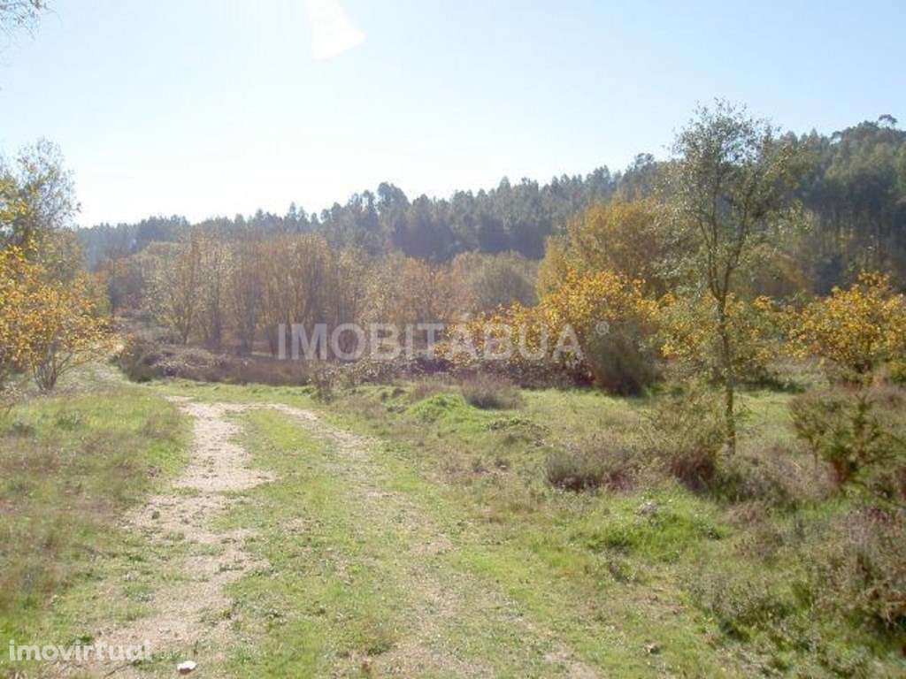 Terreno situada no centro de Portugal, perto da vila de Tábua. - Grande imagem: 4/5