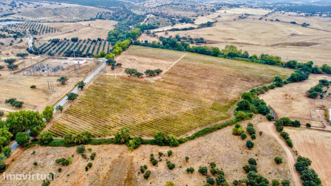 Herdade dos Barros em Terena: Terreno com 9,1 ha, Vinha Ativa e Viabil - Grande imagem: 4/15