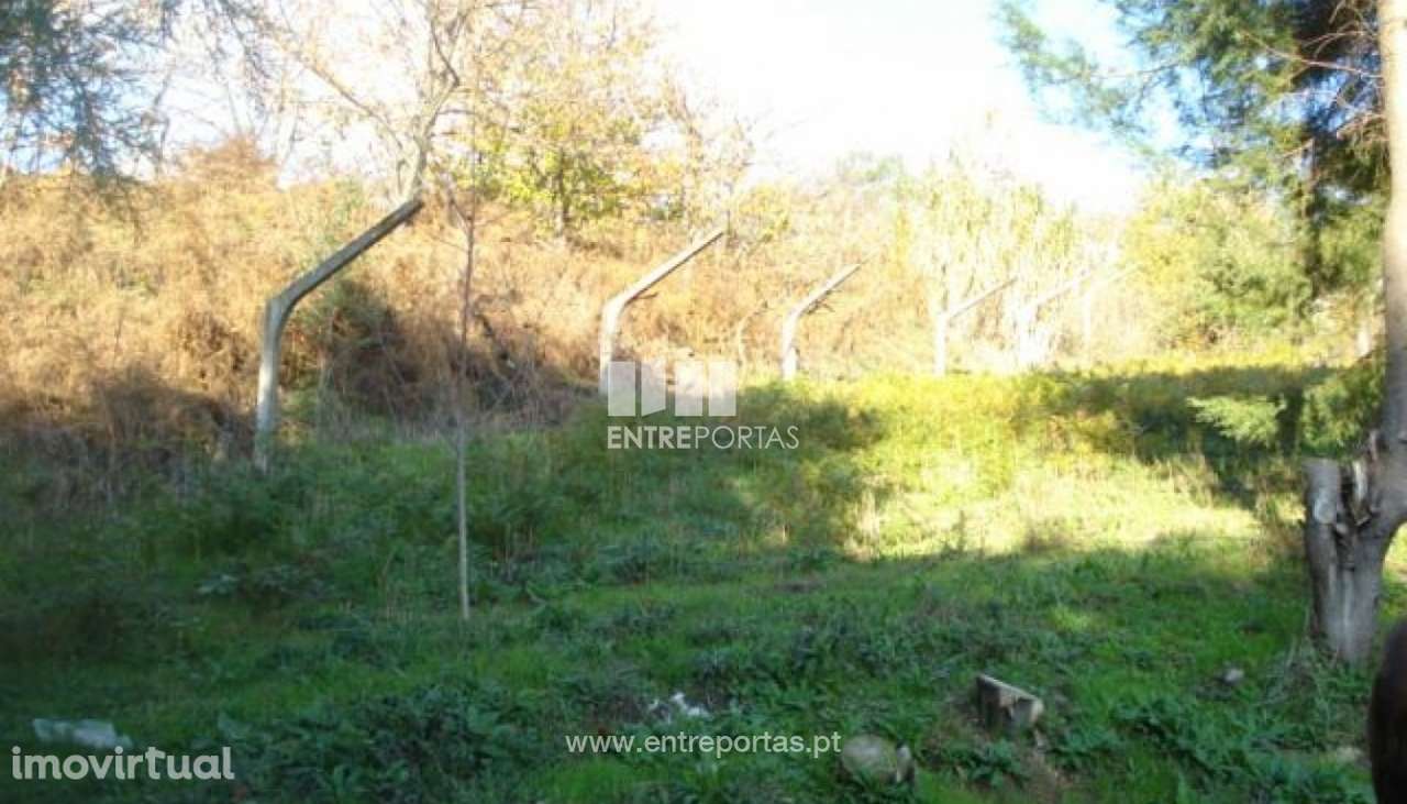Venda Terreno, Santa Cruz do Douro, Baião - Grande imagem: 5/6