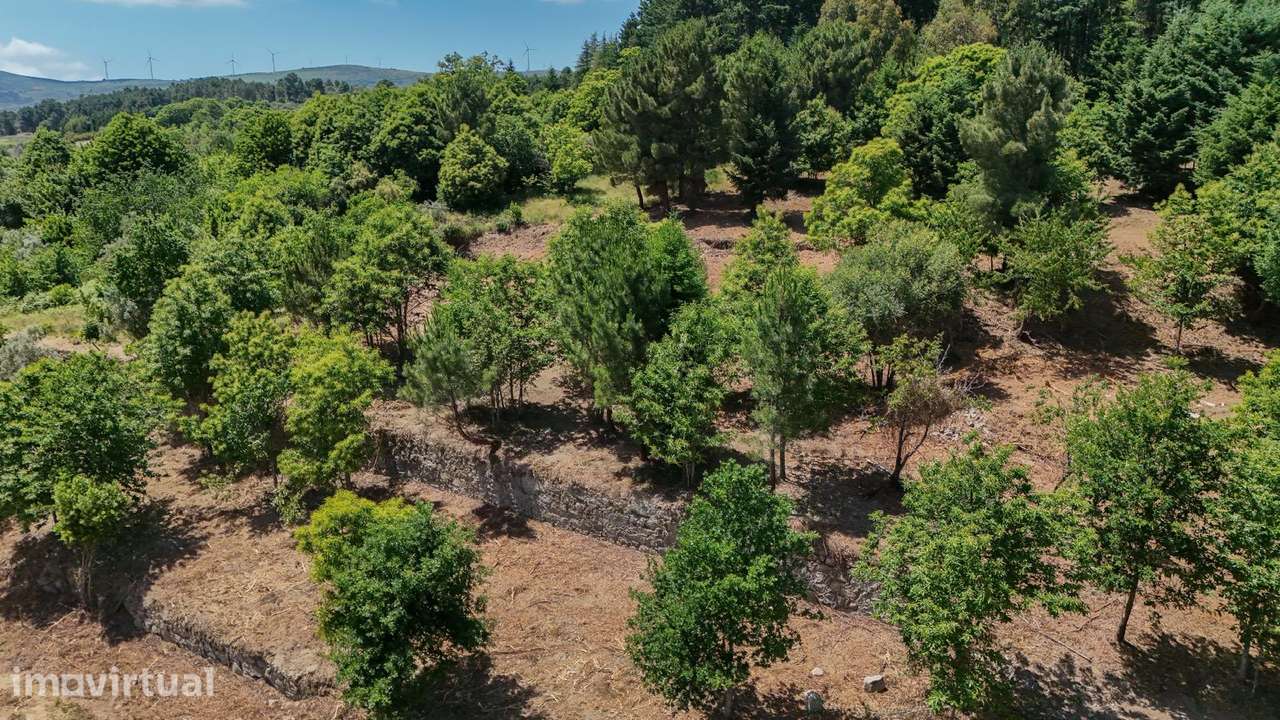 Quinta 7.438 m² em  Lamego, Moradia em Pedra, Investimento de Futuro - Grande imagem: 5/25