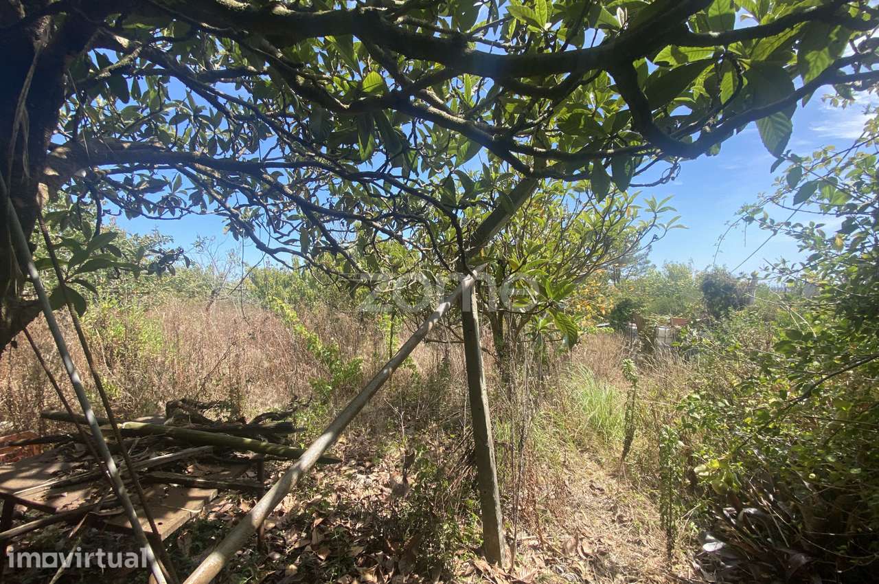 Terreno Rústico com 2.700 m² | Figueira da Foz - Grande imagem: 5/15