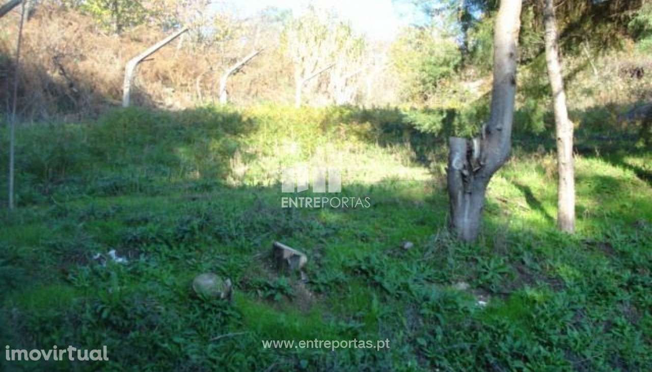 Venda Terreno, Santa Cruz do Douro, Baião - Grande imagem: 4/6