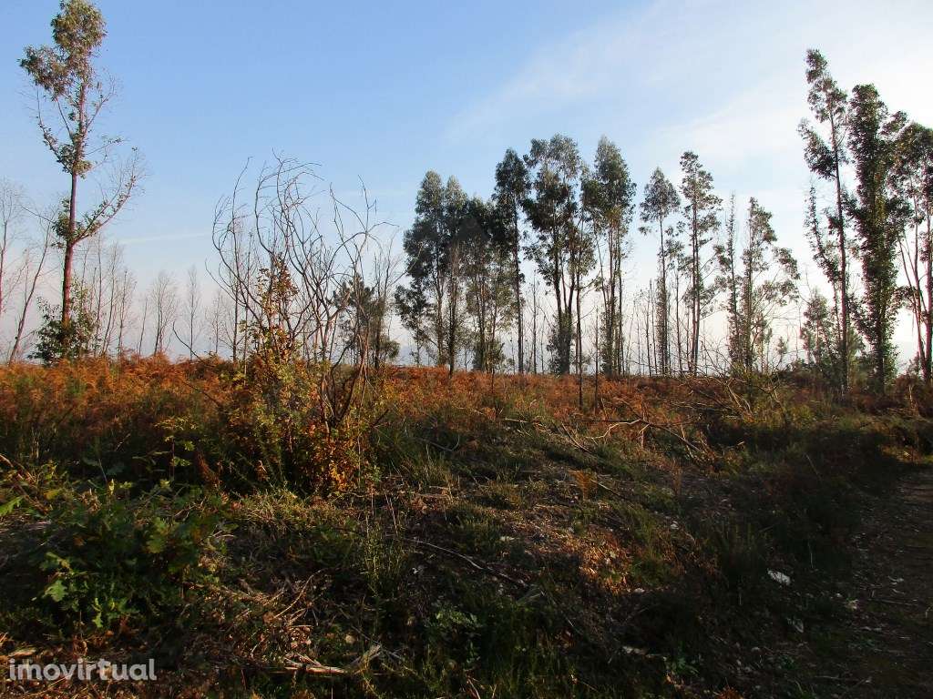 Terreno c/ possibilidade p/ loteamento em Lanheses - Grande imagem: 4/5