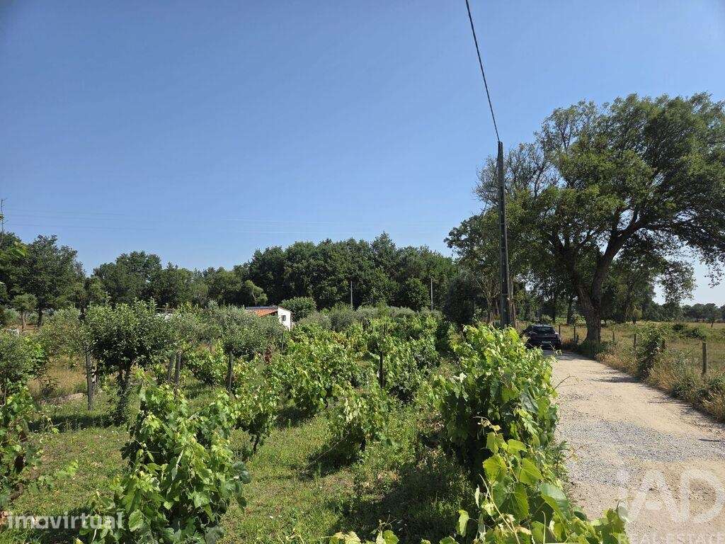 Terreno Agrícola em Santa Comba Dão e Couto do Mosteiro - Grande imagem: 2/10