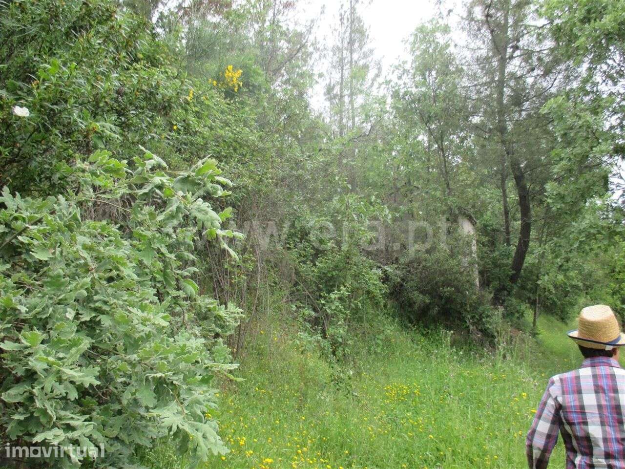 Terreno / Fundão, Enxames - Grande imagem: 4/6