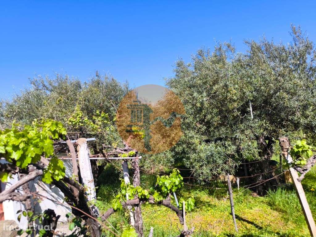 Terreno em Alcoutim, muito perto do Rio Guadiana, com viabilidade d... - Grande imagem: 5/15