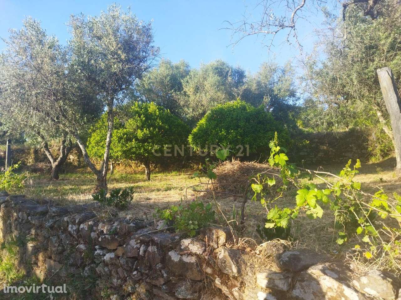 Terreno rústico | São Vicente da Beira, Castelo Branco - Grande imagem: 4/11