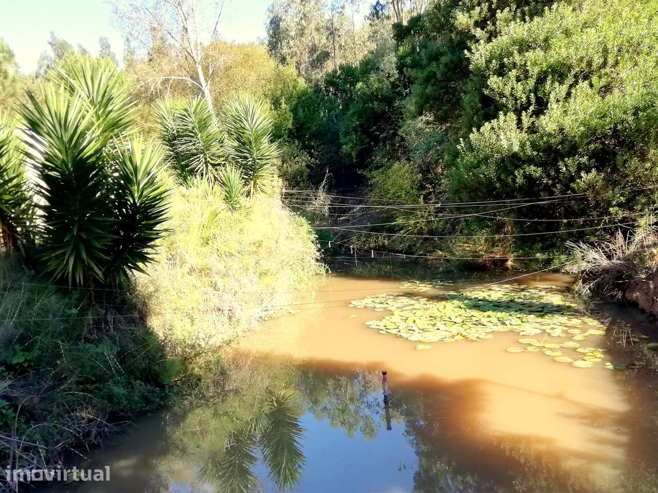 Herdade de 15 ha - Figueira da Foz! - Grande imagem: 4/60