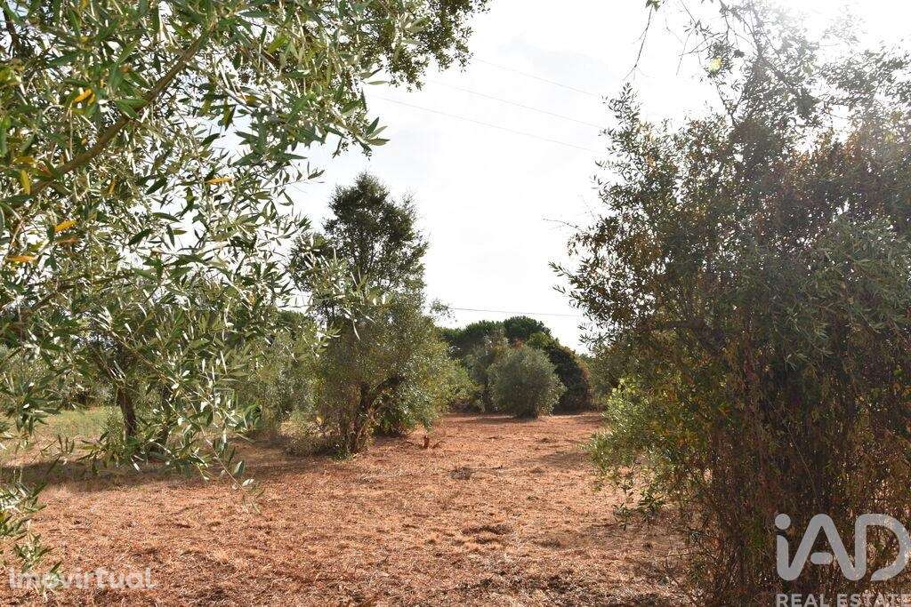 Terreno em Areias e Pias de 1040,00 m2 - Grande imagem: 4/18