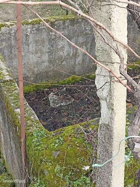 Terreno agrícola, casa, furo água, Alverca da Beira - Pinhel - Grande imagem: 5/12