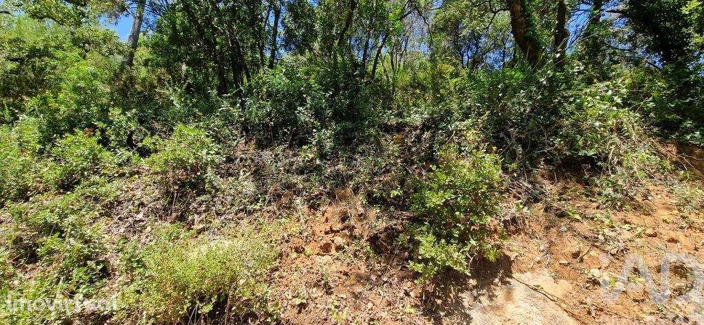 Terreno em Carvoeira de 2500,00 m2 - Grande imagem: 5/27