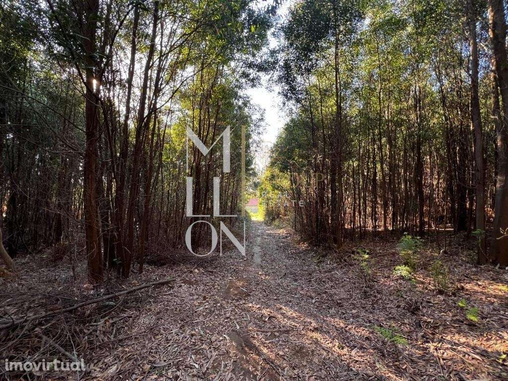 TERRENO | 3800 M2 | GRIJÓ - Grande imagem: 4/7