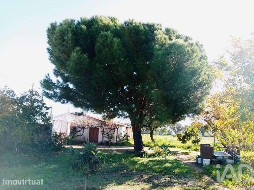 Terreno Agrícola em Pedrógão - Grande imagem: 2/9