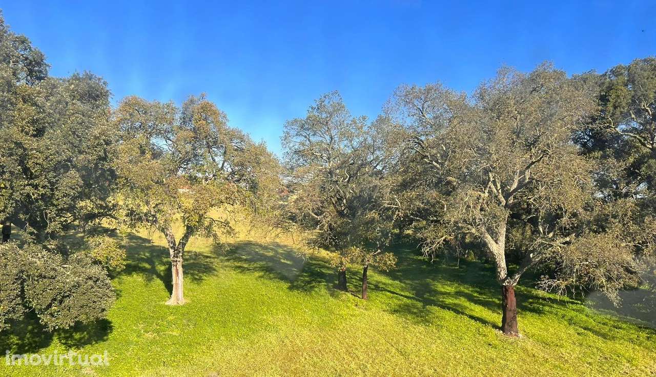 Terreno Rústico em Castelo Branco - Grande imagem: 2/4