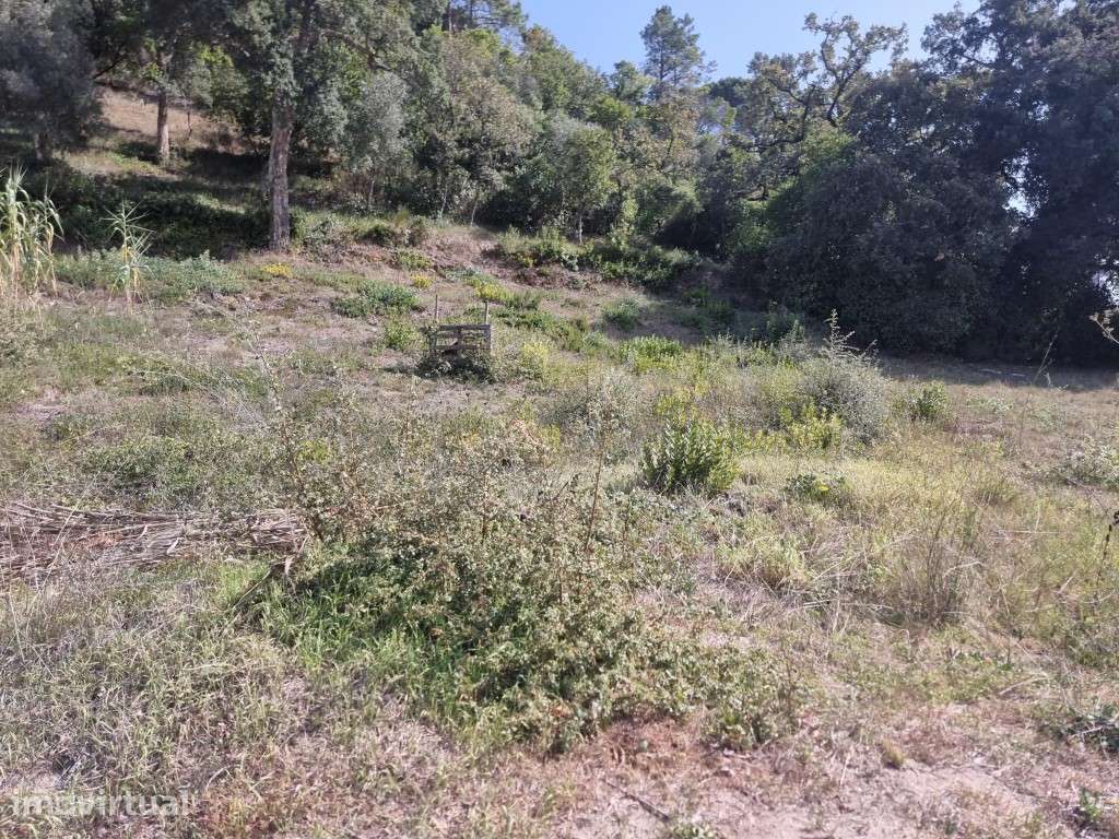 Lote - São Romão -Leiria - Grande imagem: 3/4