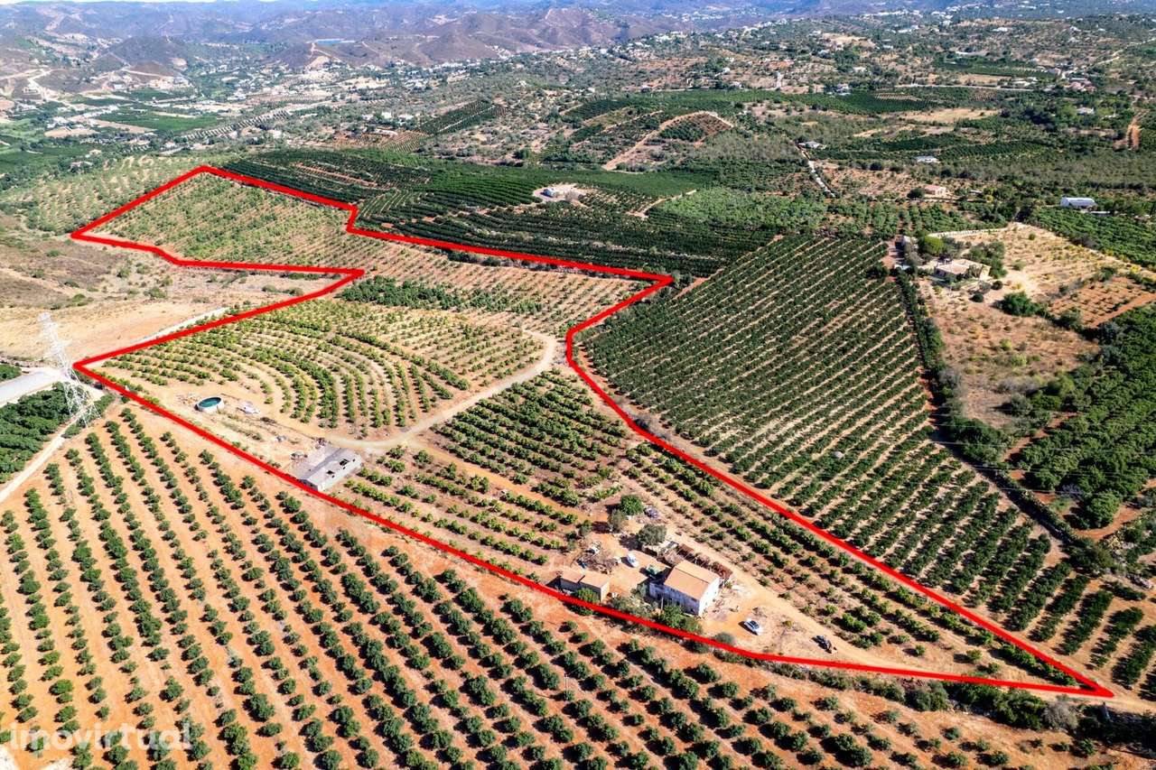 Terreno agrícola em Silves com 8,4 hectares e 3.200 abacateiros em ple - Grande imagem: 2/18