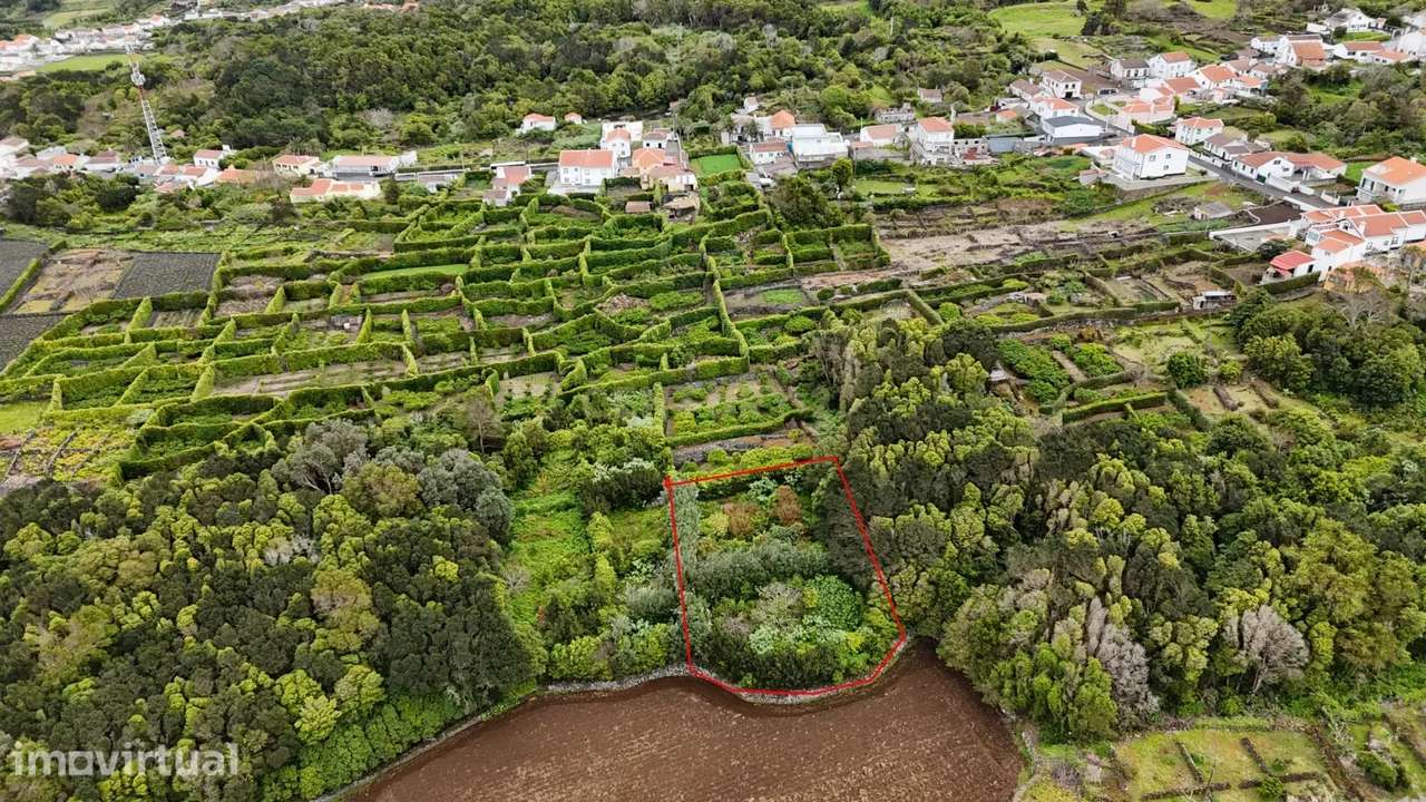 Pomar localizado na zona dos Biscoitos, Ilha Terceira, com característ - Grande imagem: 5/14