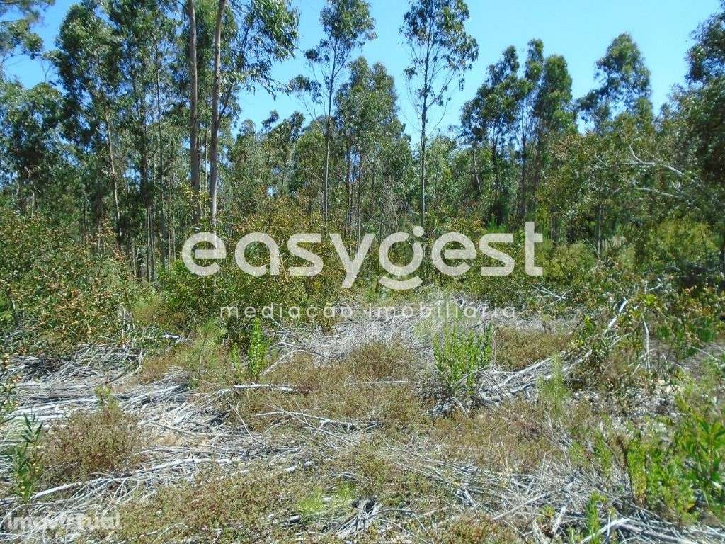 Terreno com 2630m2 a poucos Kms da Praia das Paredes da Vitória - Grande imagem: 3/15