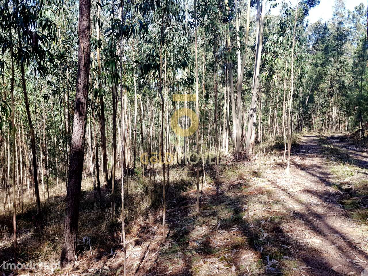 Terreno em Santa Maria de Sardoura - Grande imagem: 2/6