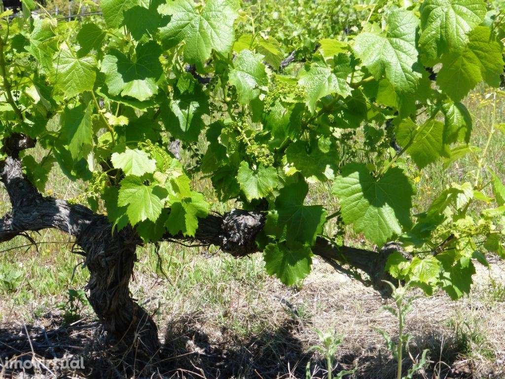 Quinta de Vinho do Porto e Doc. Portugal, Douro, Pinhão. - Grande imagem: 5/9