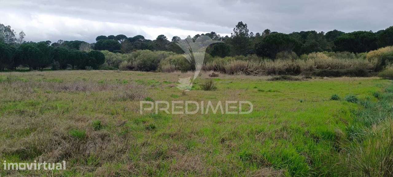 Terreno rustico (1,6 ha) junto à Mata de Cabeção– Excelente Oportun... - Grande imagem: 3/5