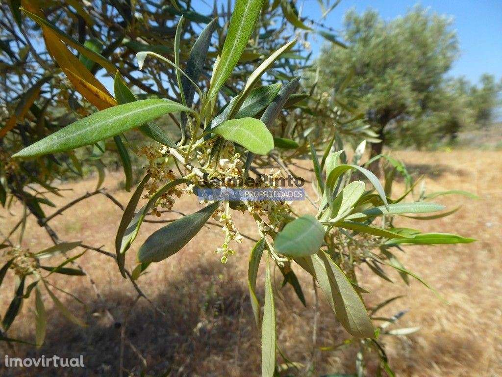 51.000m2 Olival, com Pombal. Figueira de Castelo Rodrigo. Portugal,... - Grande imagem: 2/9