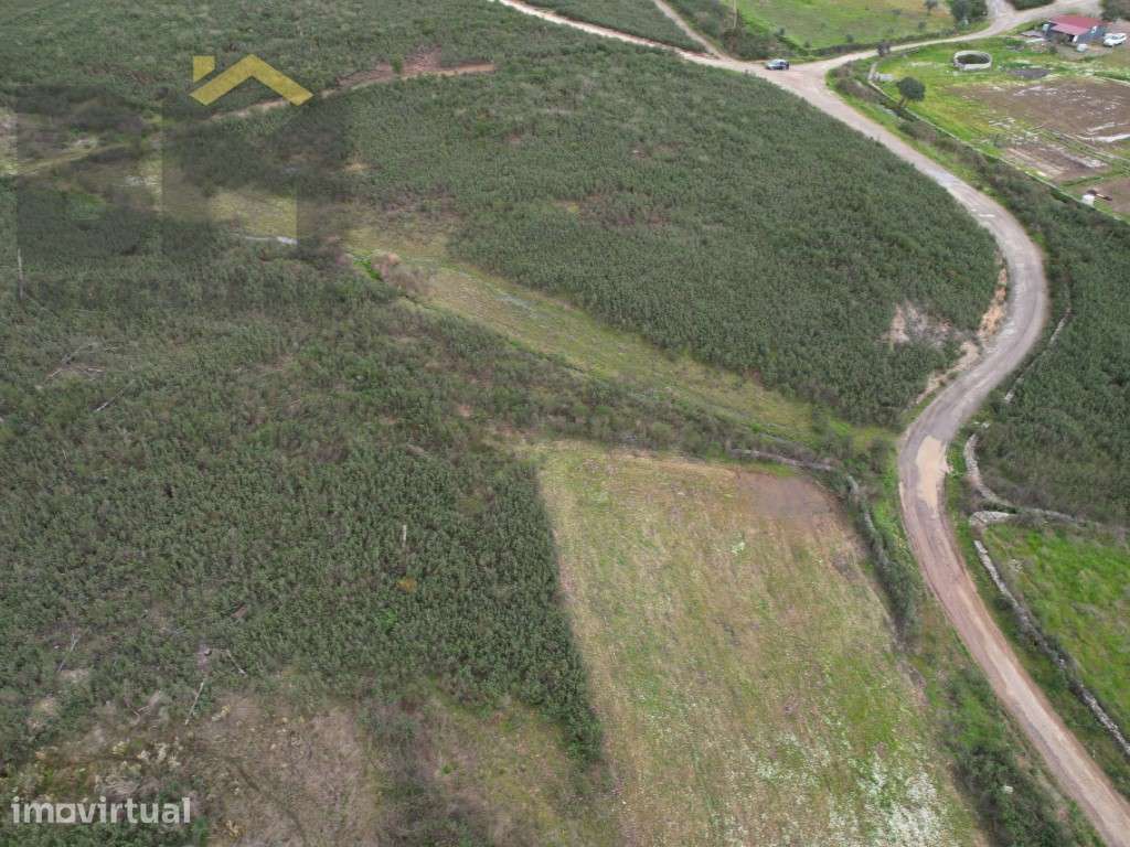 Quinta com 17.200m2 para venda em Juncal do Campo! - Grande imagem: 5/9