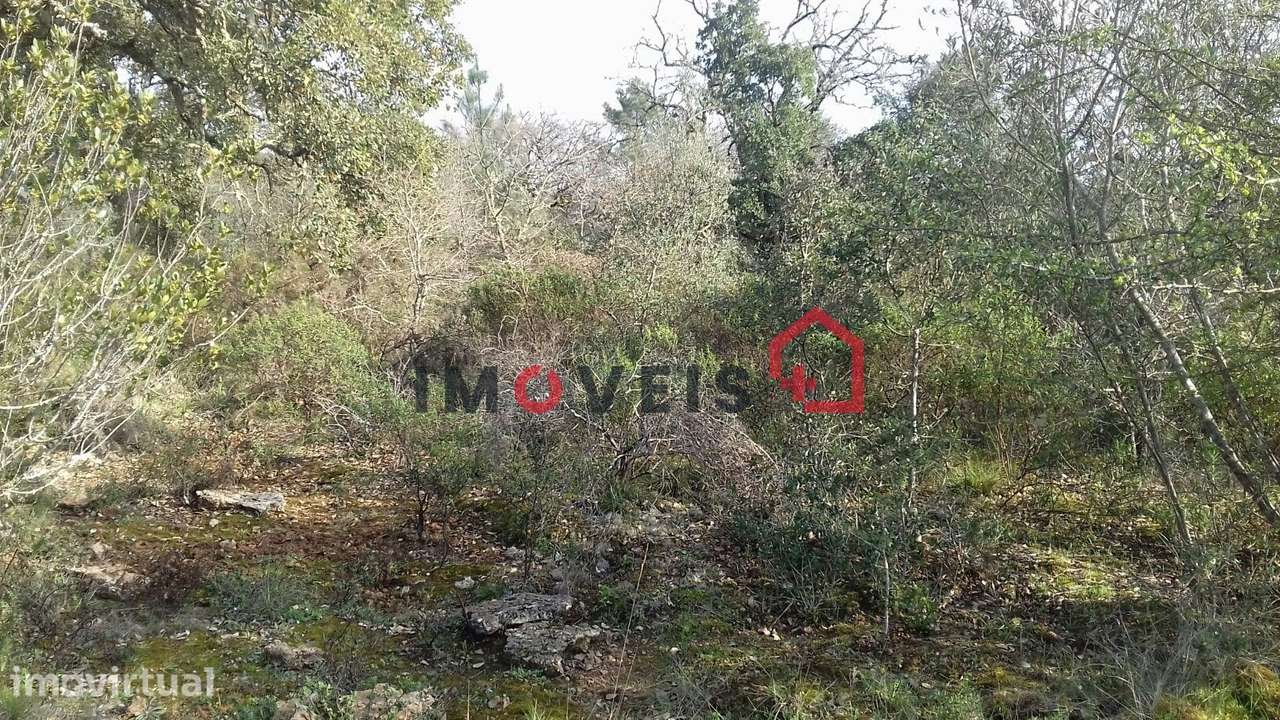 Terreno C/ 4500m2 Ferreira Do Zêzere - Grande imagem: 2/2