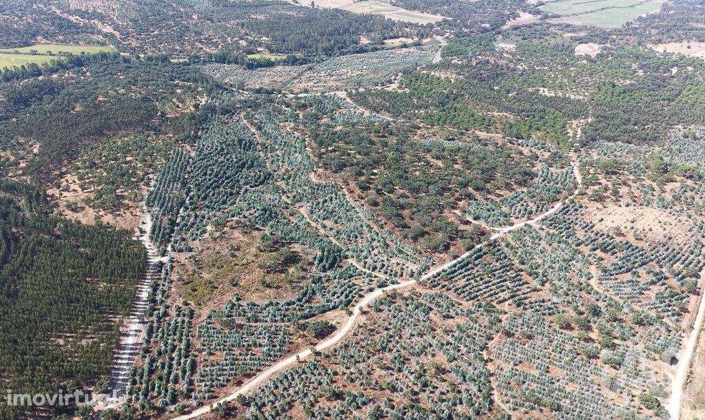 Terreno em Alpiarça de 462520,00 m2 - Grande imagem: 5/14