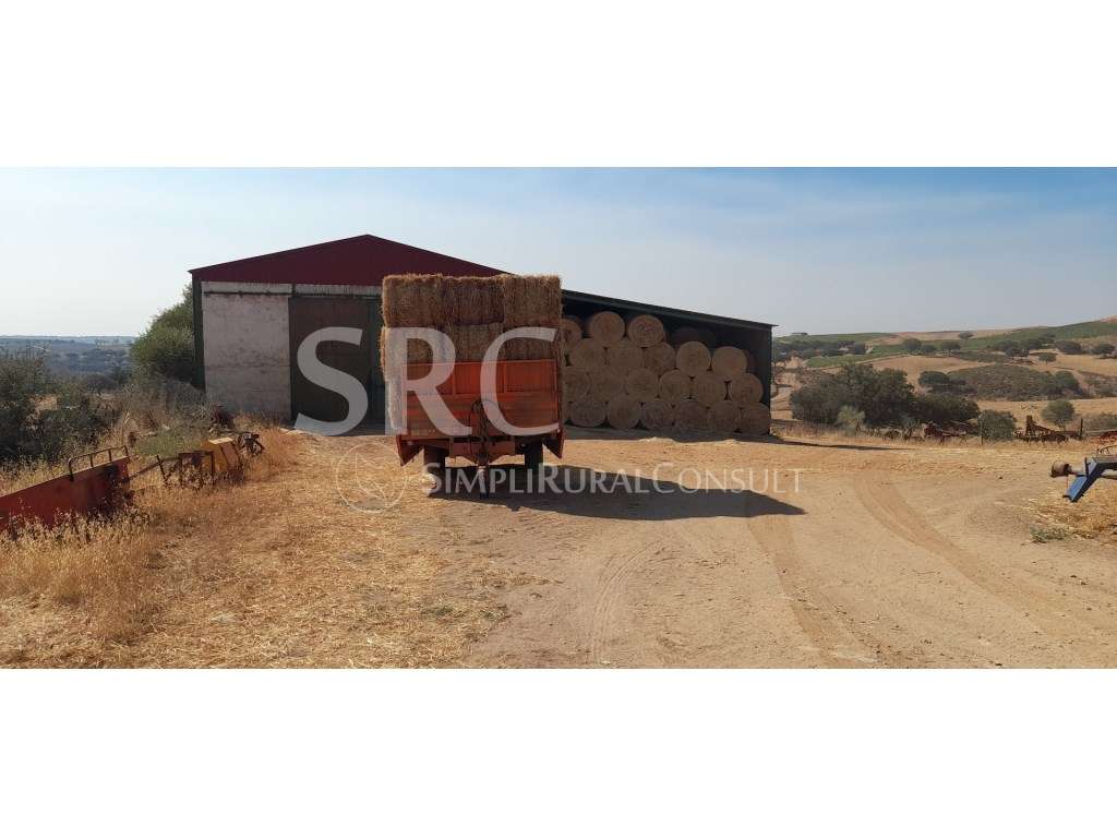 Herdade com 79,5 Hectares | Património Florestal e Potencial Cinegé... - Grande imagem: 4/8