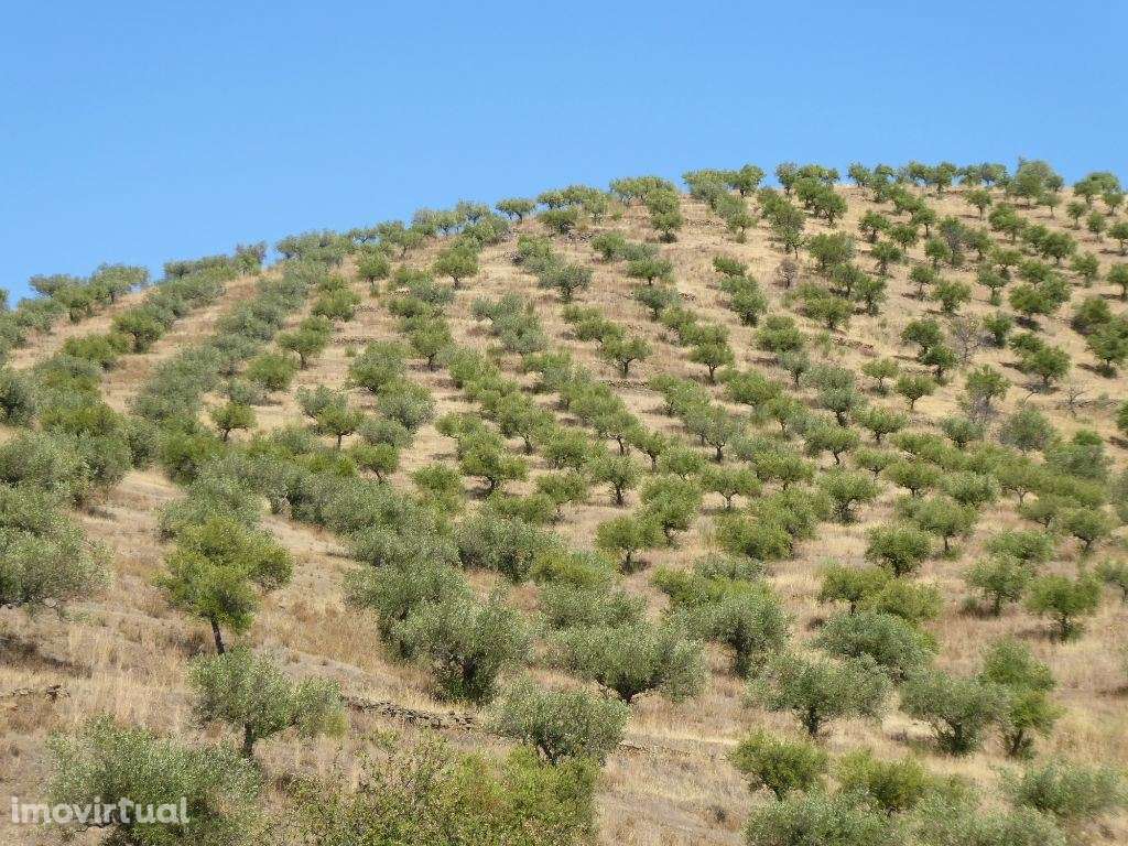 140.000 m2 de Olival. Portugal, Barca DAlva, Figueira C. R. - Grande imagem: 2/9