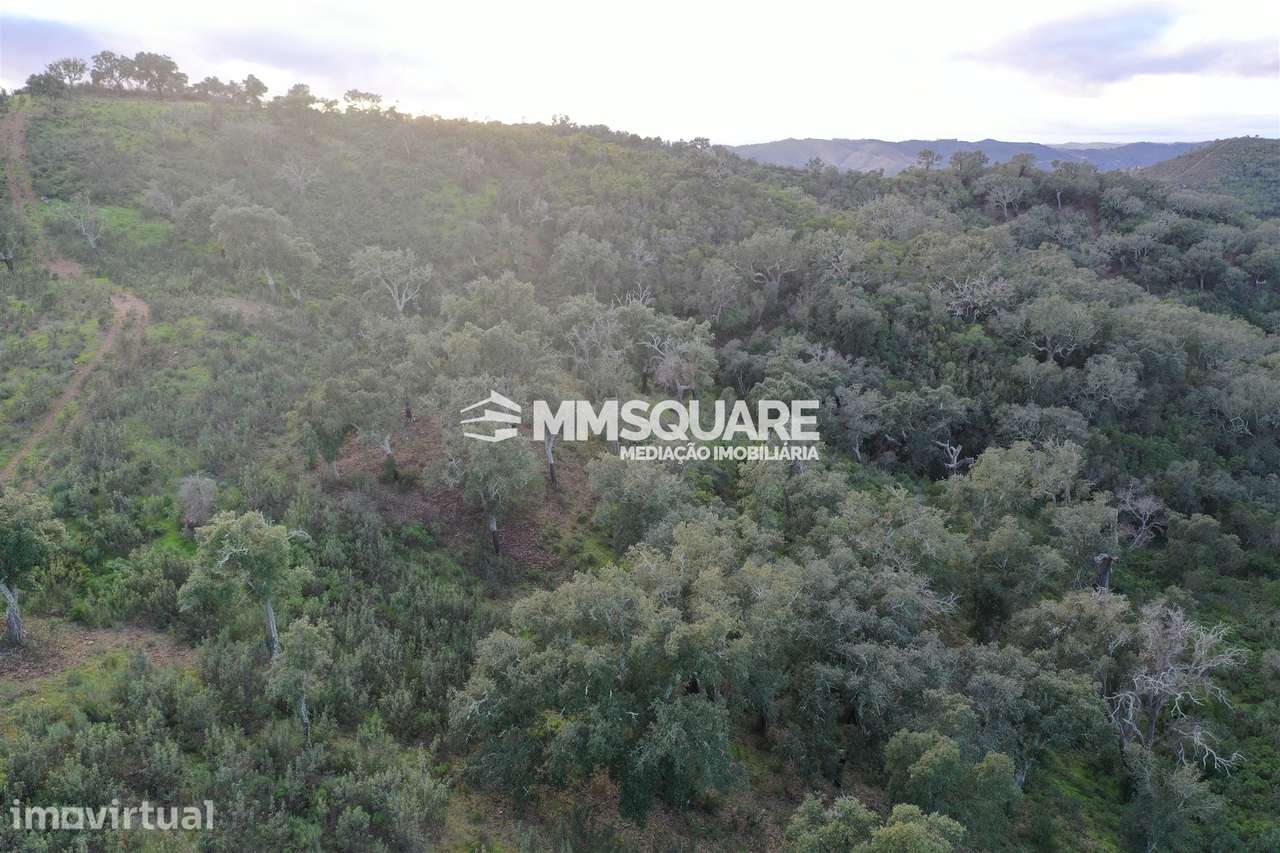 Terreno Rústico  Venda em Santana da Serra,Ourique - Grande imagem: 5/10