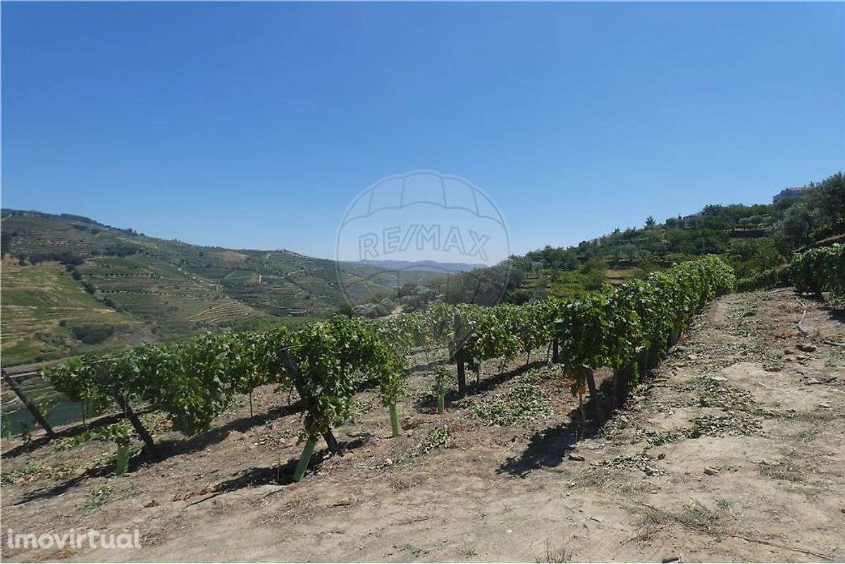 Terreno com vistas Douro - Grande imagem: 5/9