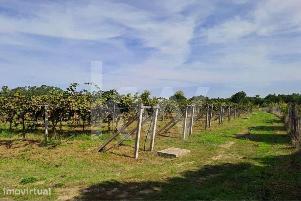 QUINTA DE 2,5 HA COM POMAR DE KIWIS, EM CANTANHEDE - Grande imagem: 3/26